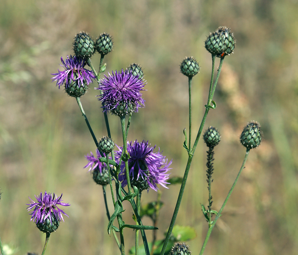 Image of Centaurea scabiosa specimen.