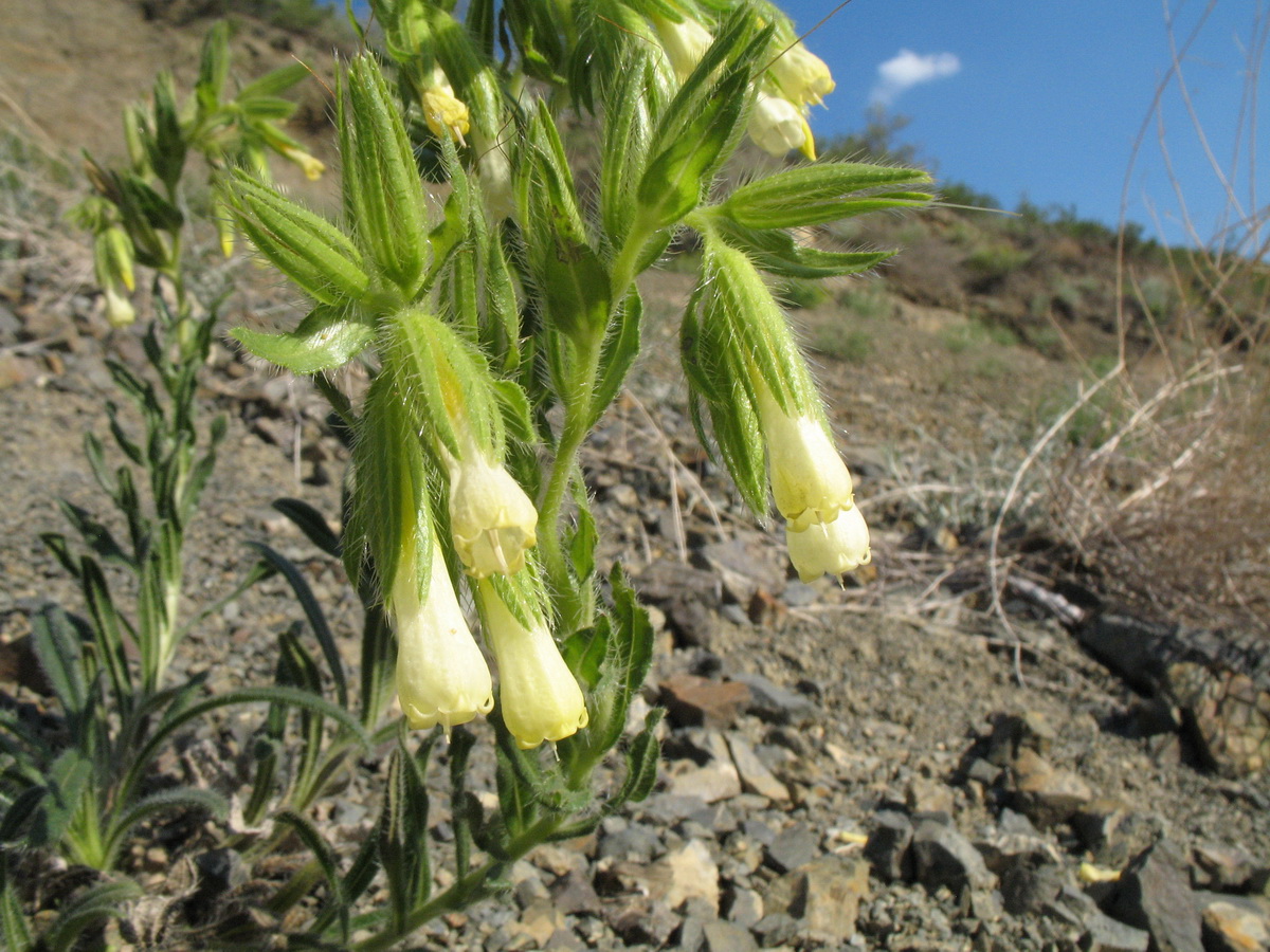 Изображение особи Onosma gmelinii.