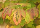 Viburnum opulus. Листья в осенней окраске. Черноморское побережье Кавказа, Геленджикский р-н, с. Кабардинка, Старый парк. 10 ноября 2013 г.