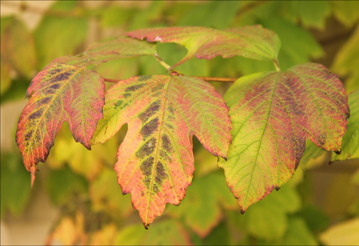 Изображение особи Viburnum opulus.