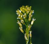 Image of taxon representative. Author is Виталий Гуменюк