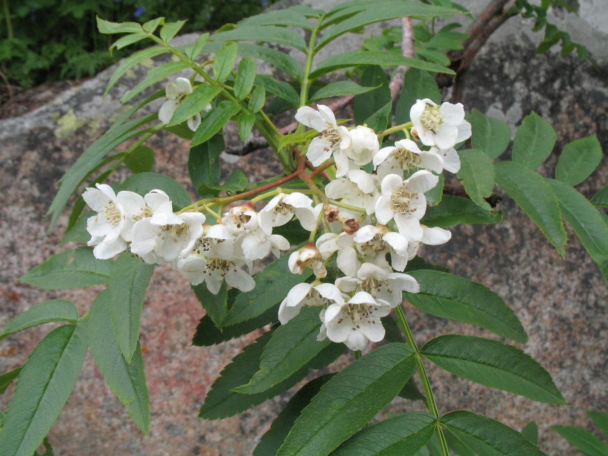 Image of Sorbus tianschanica specimen.