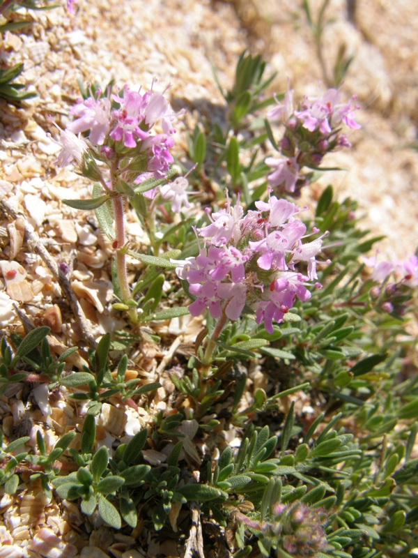 Изображение особи Thymus &times; dimorphus.