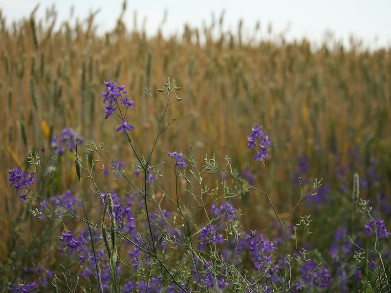 Изображение особи Delphinium consolida.