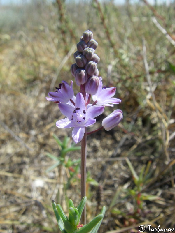 Image of Prospero autumnale specimen.