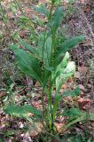 Solidago virgaurea