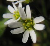 Erophila verna