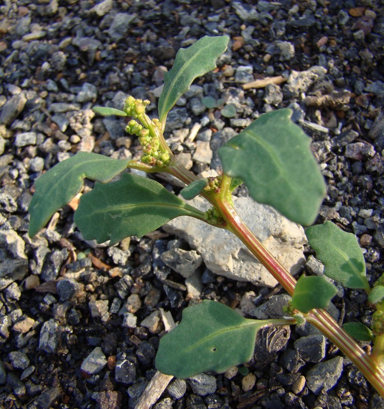 Image of Oxybasis glauca specimen.