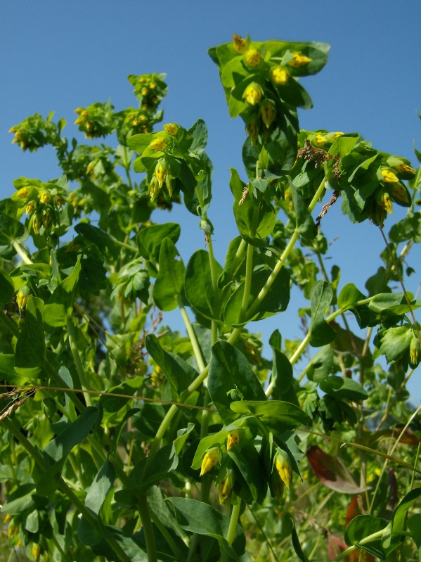 Image of Cerinthe minor specimen.