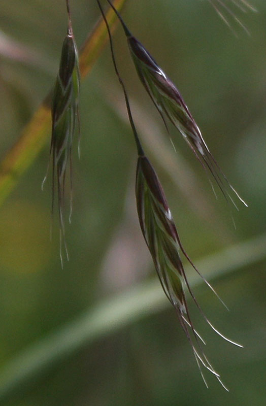 Image of Bromus arvensis specimen.