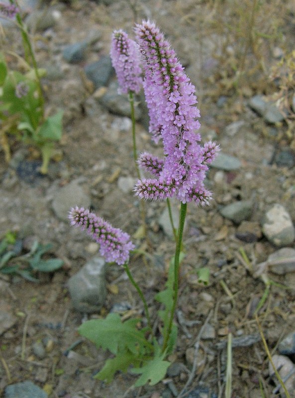 Image of Psylliostachys suworowii specimen.