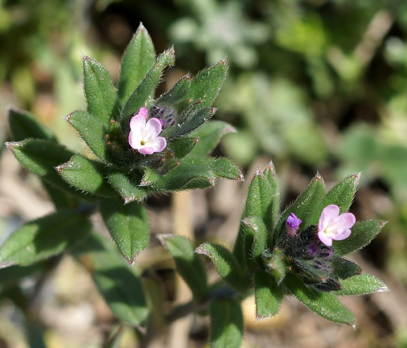 Image of Buglossoides arvensis specimen.