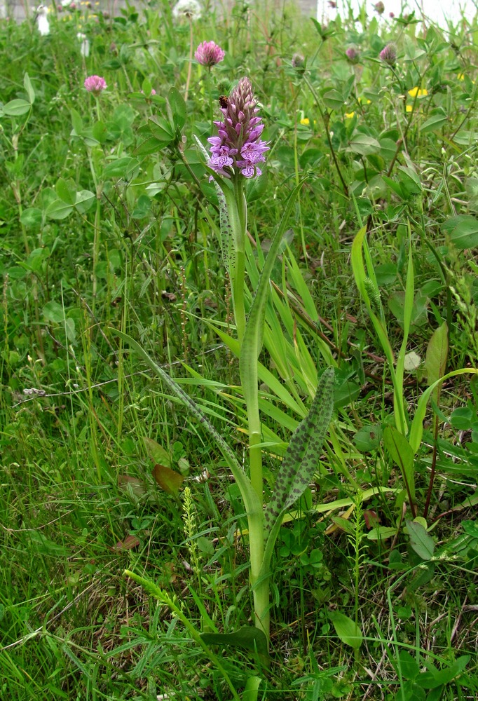 Изображение особи Dactylorhiza baltica.