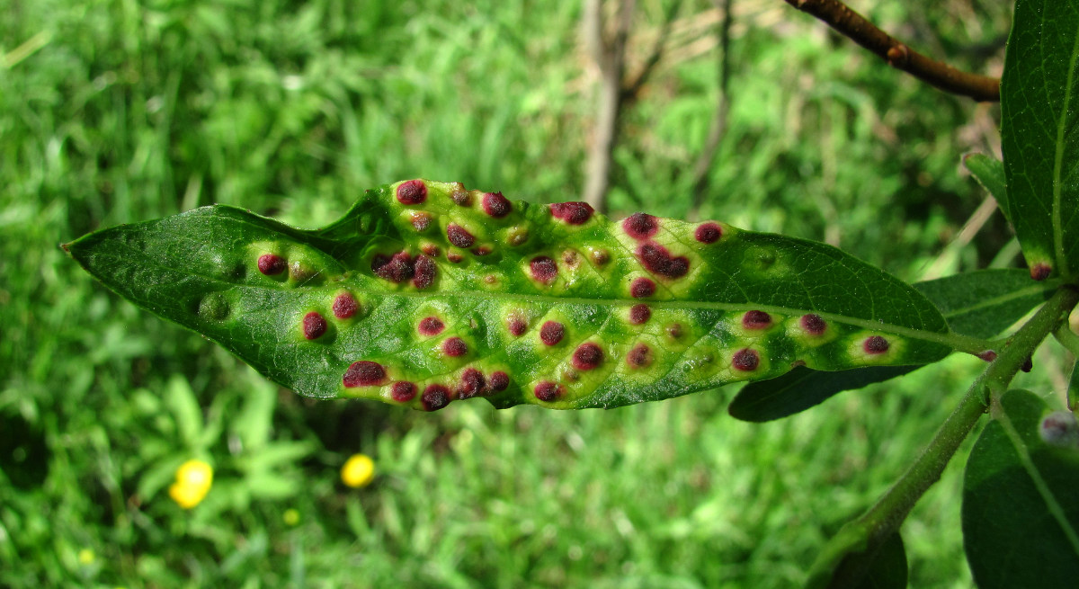 Image of Salix gmelinii specimen.