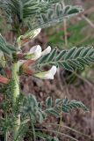 Astragalus nucifer