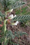 Astragalus nucifer. Часть стебля с соцветиями. Южный Казахстан, Угамский хр., ущ. Сазаната, правый склон ущелья ручья Каржантау, 2200 м н.у.м. 07.05.2014.