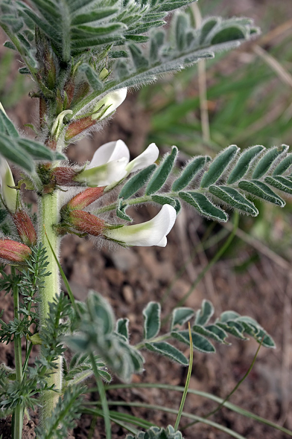 Image of Astragalus nucifer specimen.