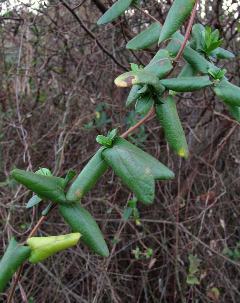 Изображение особи Lonicera japonica.