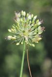 род Allium