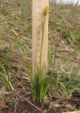 Carex michelii