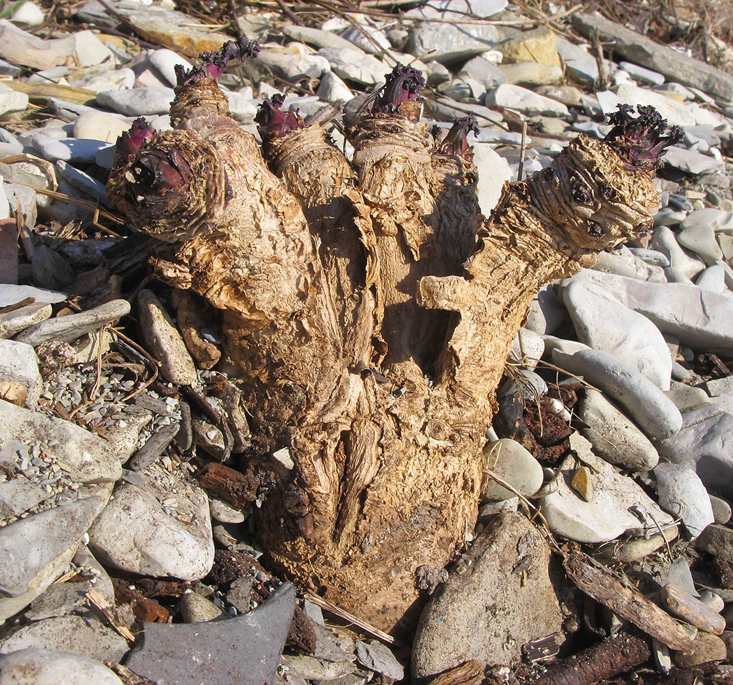 Image of Crambe maritima specimen.