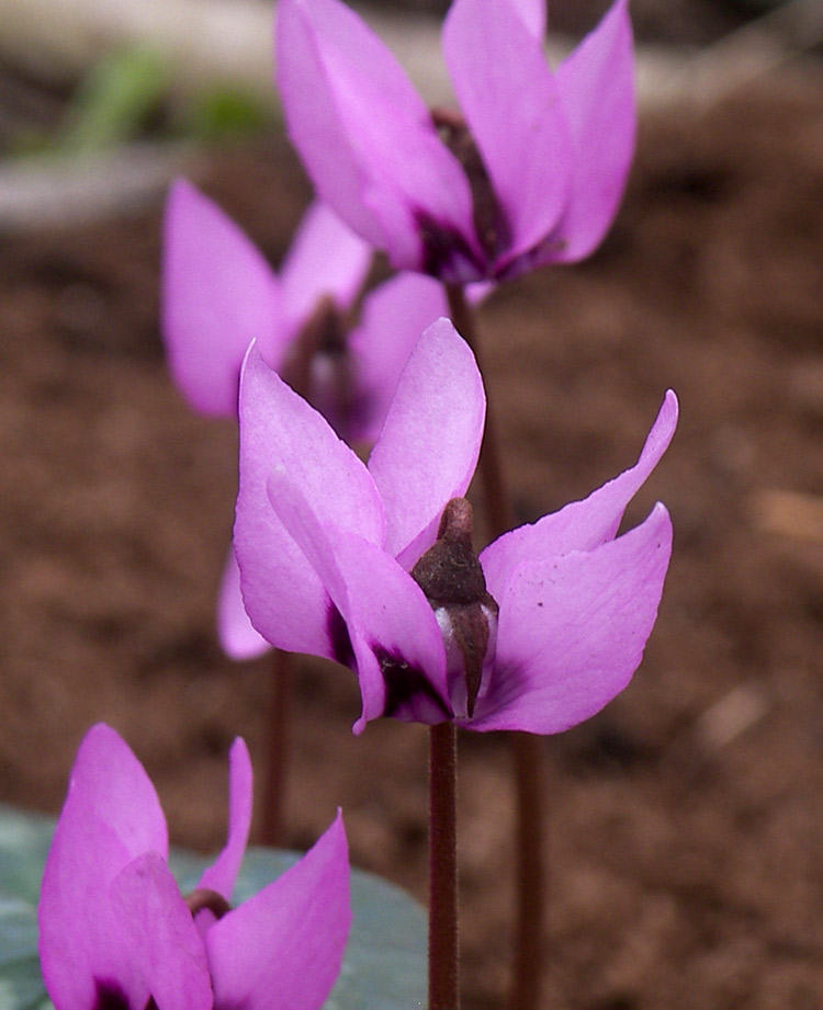 Image of Cyclamen elegans specimen.