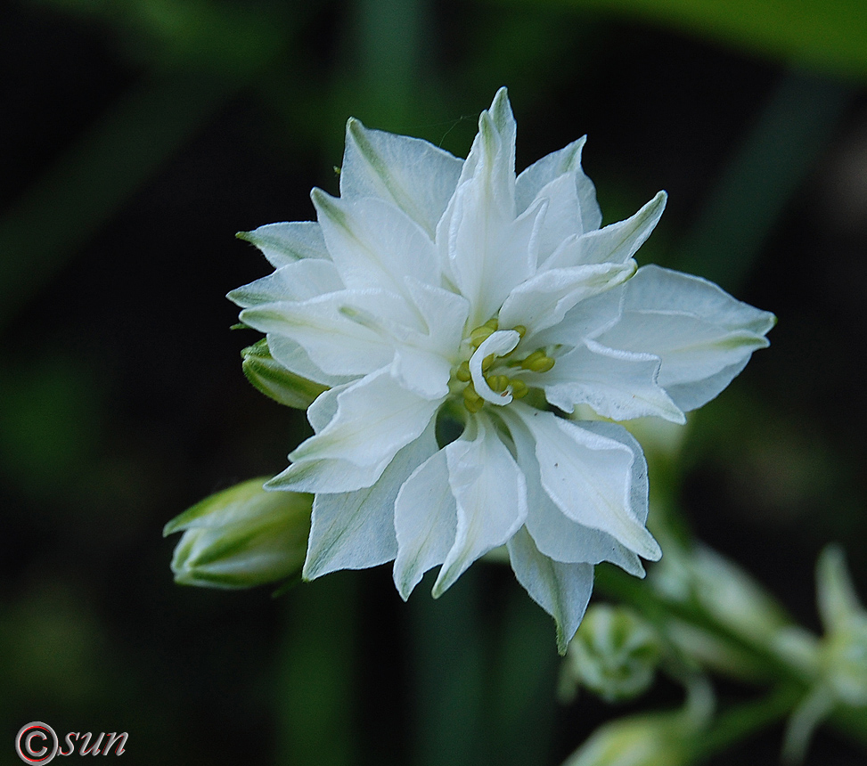 Image of Delphinium ajacis specimen.