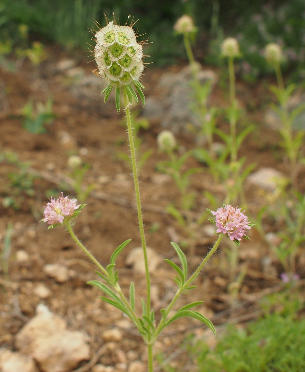 Image of Lomelosia micrantha specimen.