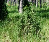Juniperus communis. Взрослое растение. Владимирская обл., Ковровский р-н, окр. дер. Митино, сосновый лес. 04.07.2015.