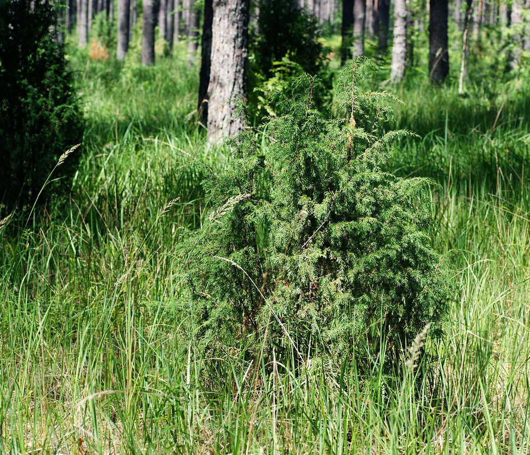 Изображение особи Juniperus communis.