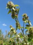 Arctium minus. Побеги с корзинками. Барнаул, Пивоварский песчаный карьер, окраина свалки. 18.08.2009.