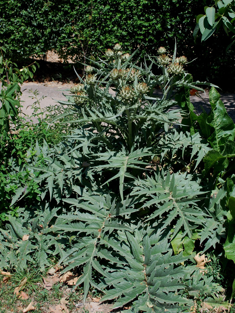 Изображение особи Cynara scolymus.