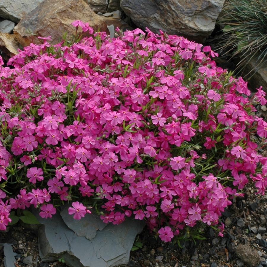 Изображение особи Phlox subulata.