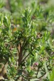 Daphne cneorum