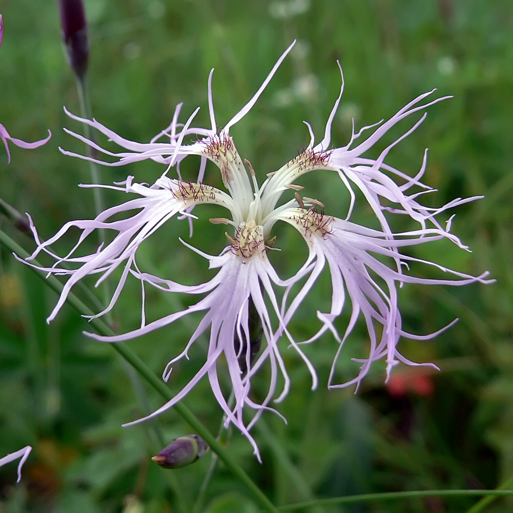 Изображение особи Dianthus superbus.