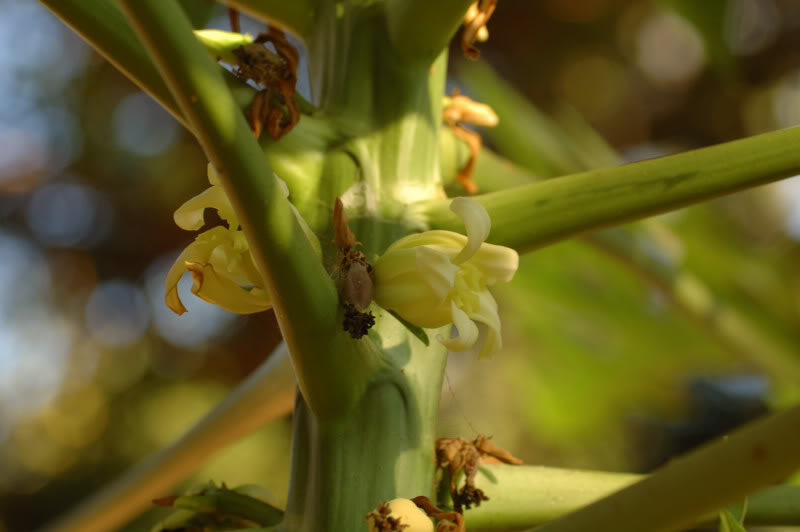 Image of Carica papaya specimen.