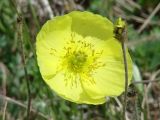 Papaver nudicaule