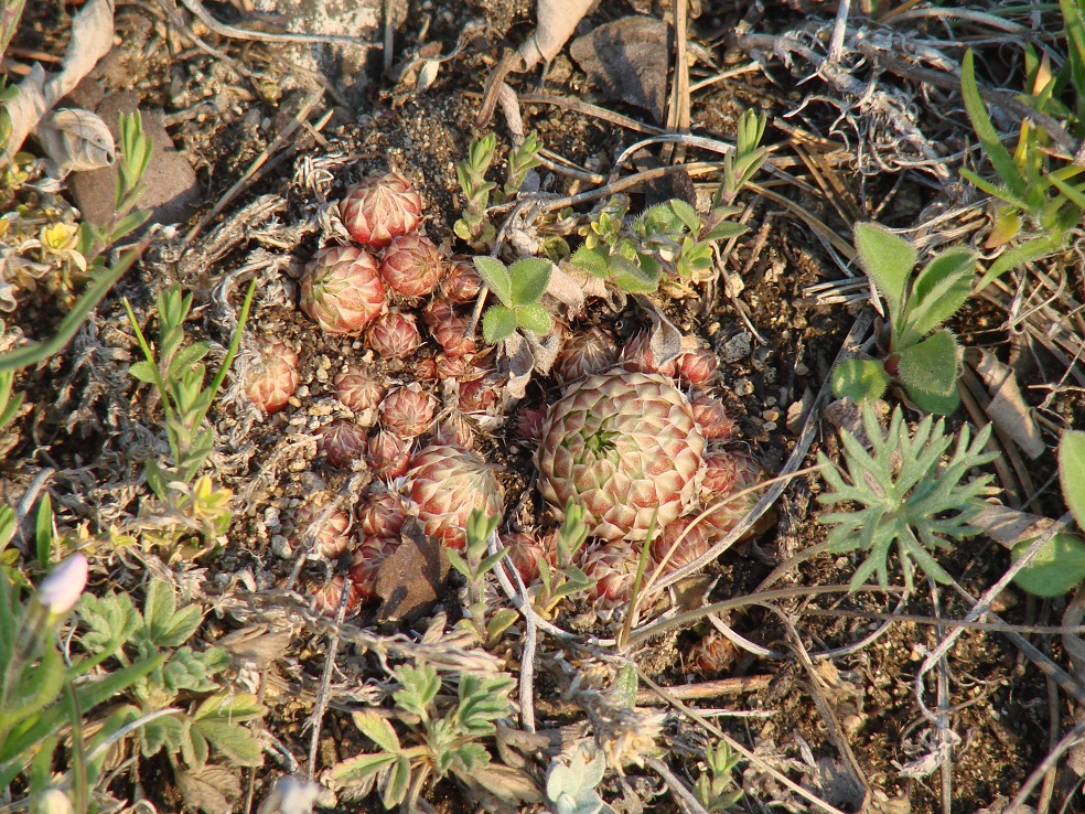 Image of Orostachys spinosa specimen.