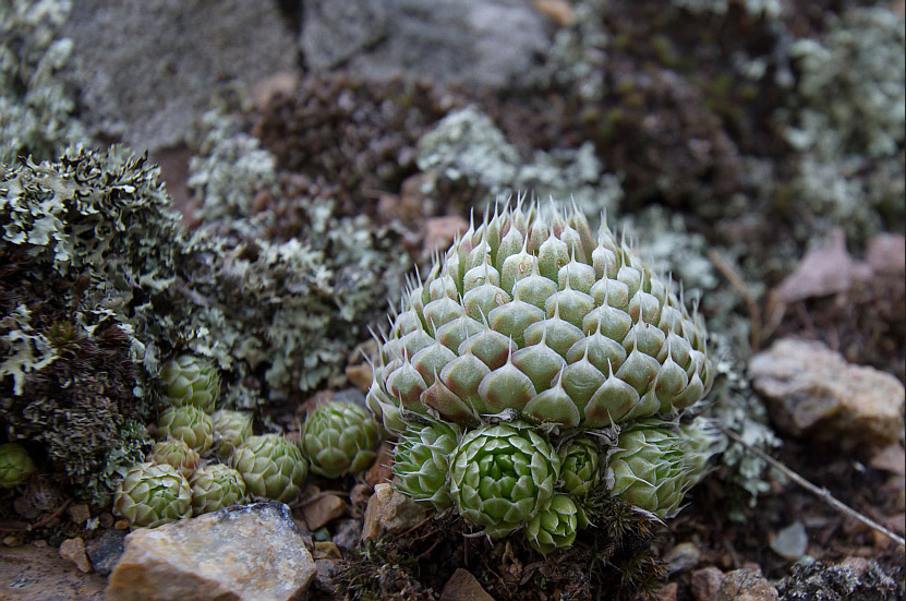 Image of Orostachys spinosa specimen.