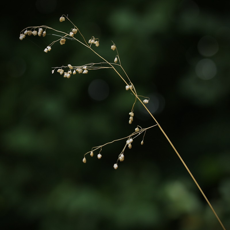 Image of Briza media specimen.