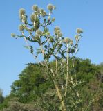 Echinops sphaerocephalus