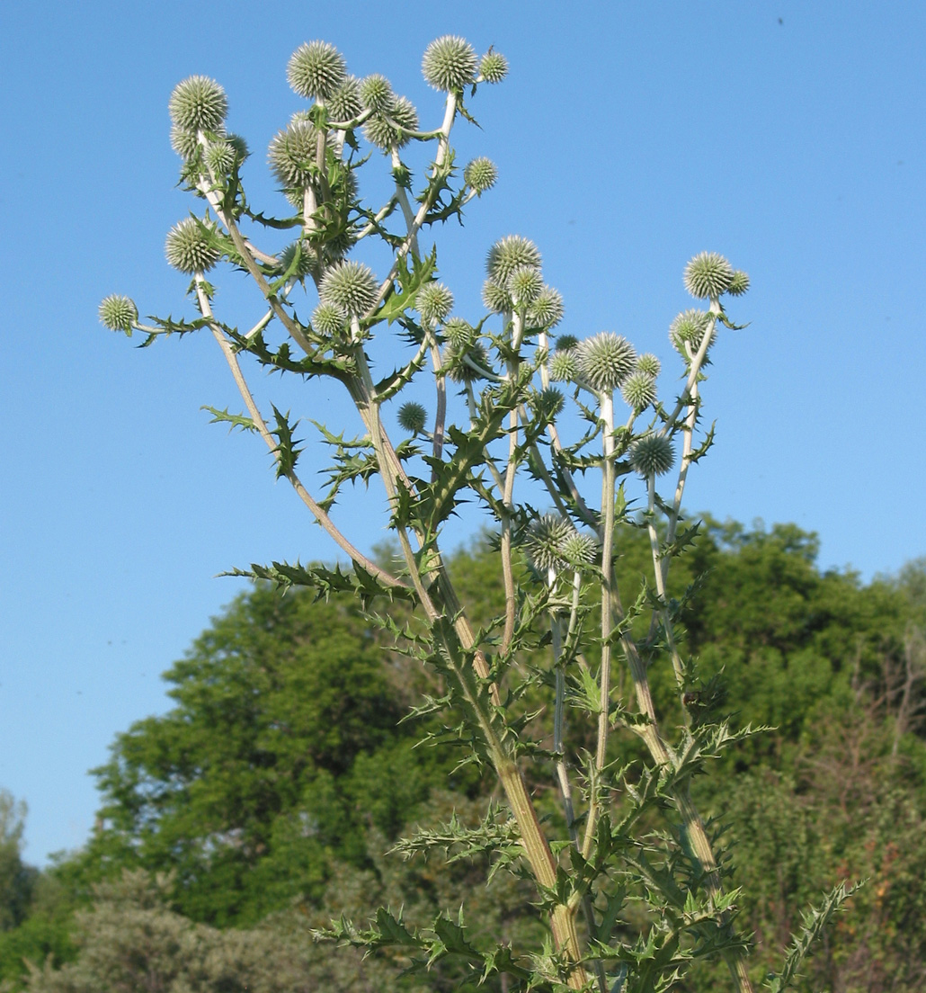 Изображение особи Echinops sphaerocephalus.