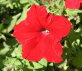 Petunia × atkinsiana. Цветок. Восточный Казахстан, г. Усть-Каменогорск, парк, в культуре. 18.07.2012.