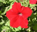 Petunia &times; hybrida