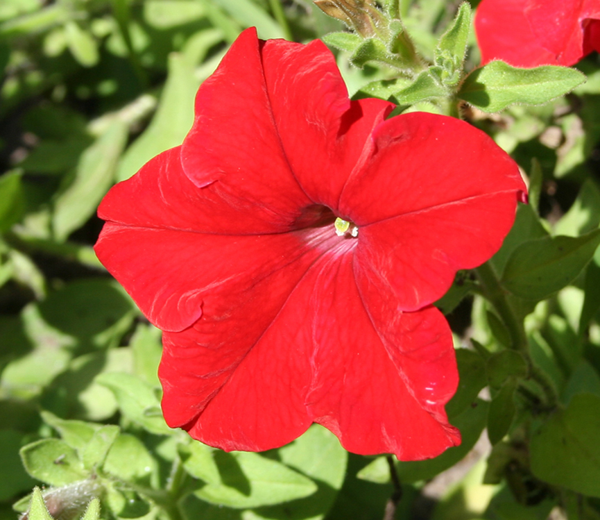 Изображение особи Petunia &times; hybrida.