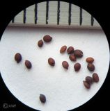 Origanum vulgare