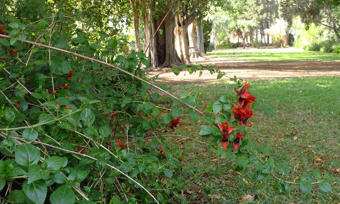 Изображение особи Ruttya fruticosa.