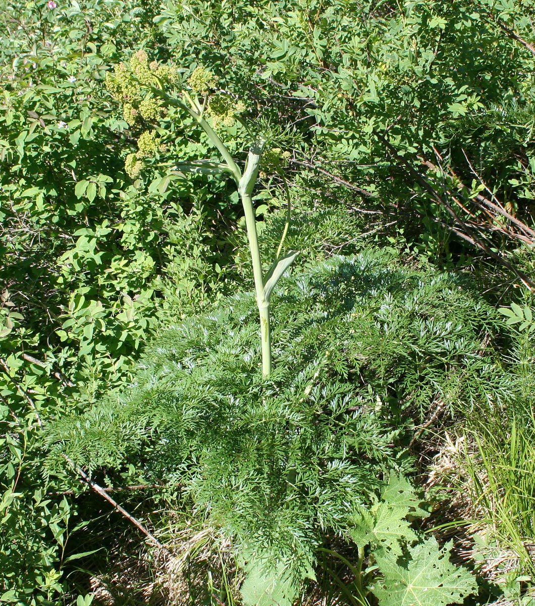 Image of Ferula songarica specimen.