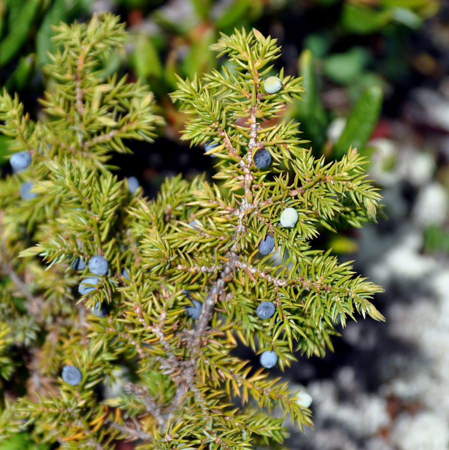 Изображение особи Juniperus sibirica.