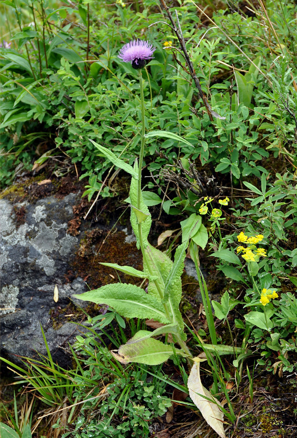 Image of Cirsium helenioides specimen.
